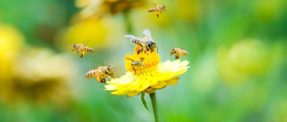 Las Abejas No Pierden El Tiempo Explicando A Las Moscas